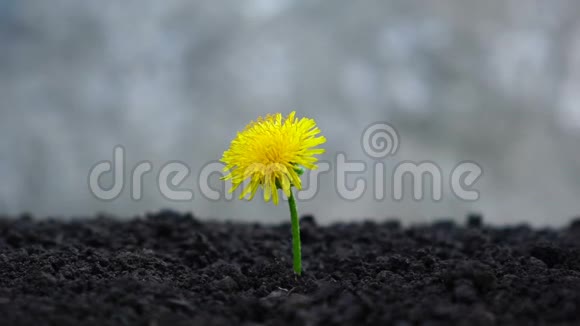 男人用手浇灌年轻的植物视频的预览图