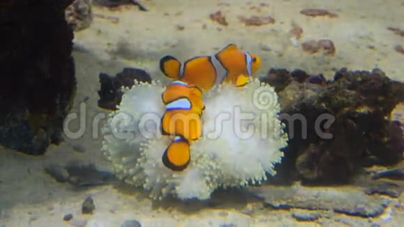 小丑鱼和珊瑚野生动物视频的预览图