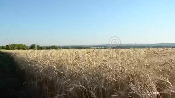 黄田熟麦麦抵蓝天麦穗熟麦粮食丰收视频的预览图