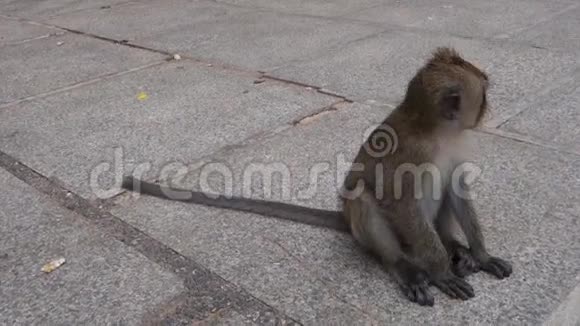 小猴子坐在泰国克拉比的老虎洞寺视频的预览图