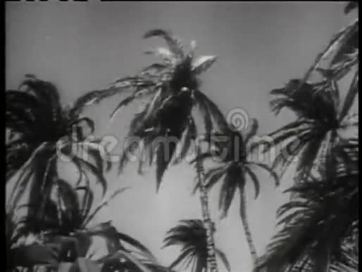 隐藏在棕榈树中的士兵射击人的历史重演视频的预览图
