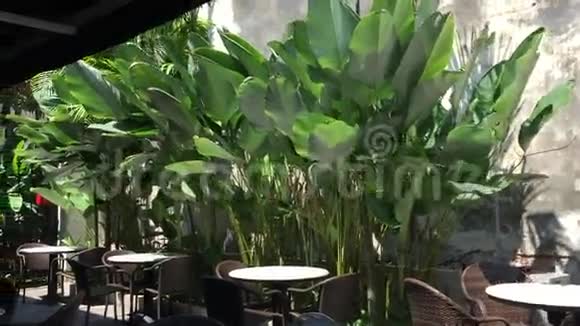 咖啡店装饰用的香蕉树视频的预览图