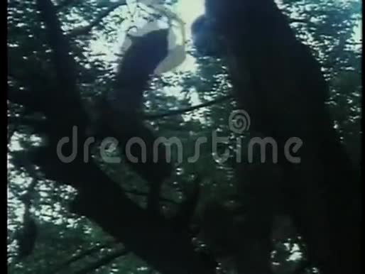 忍者用剑在树枝上搏斗视频的预览图