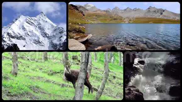 阿尔卑斯山拼贴画高山动植物和人民视频的预览图