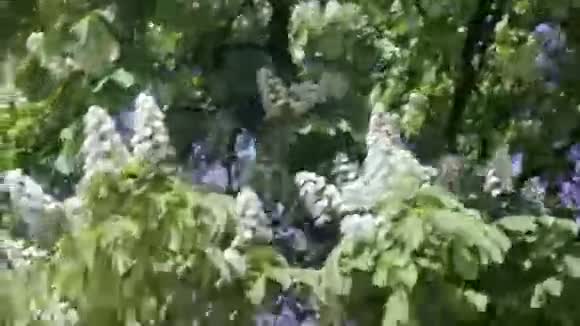 在夏日阳光明媚的日子里观赏一棵开花的树摄像机在移动视频的预览图