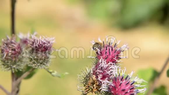 蜜蜂在一朵紫红色的花上收集花粉作为蜂蜜视频的预览图