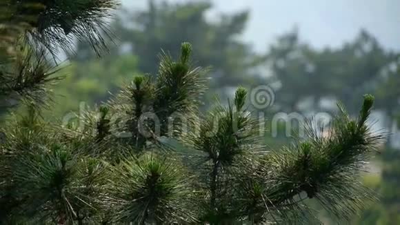 松树风中的灌木丛浓密的摇摆树山坡杂草和草视频的预览图