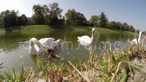 天鹅在湖上吃草视频的预览图