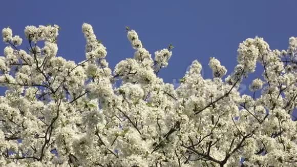 蓝天上的樱花春天的花背景樱花盛开视频的预览图