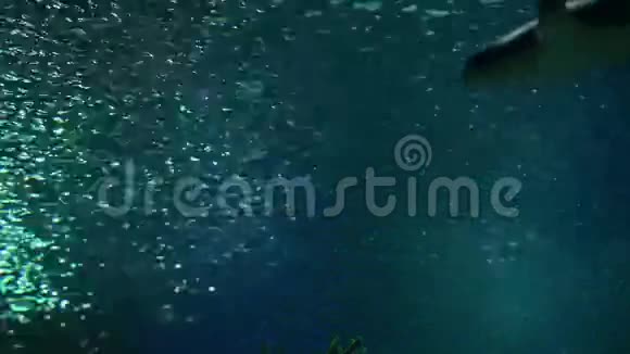白尖礁鲨鱼海洋捕食者视频的预览图