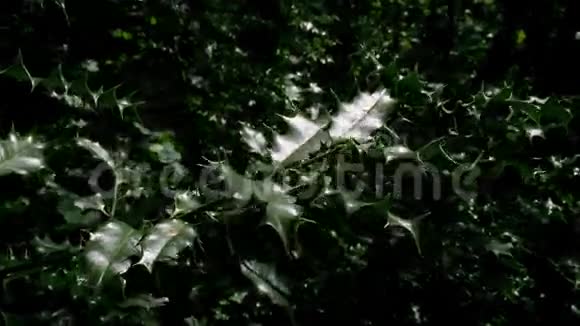 冬青叶灌木黑森林视频的预览图