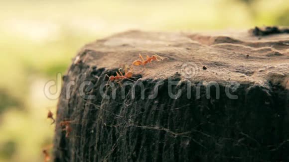 火红蚁行走视频的预览图