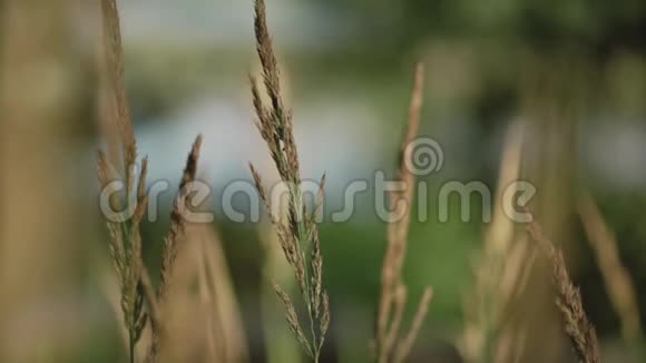 风中的草穗在湖的背景下小穗和小草在风中摇曳视频的预览图