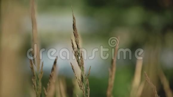 风中的草穗在湖的背景下小穗和小草在风中摇曳视频的预览图