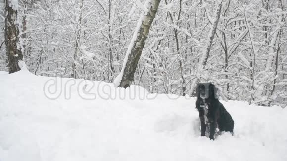 带领的黑狗坐在森林里的雪地里视频的预览图
