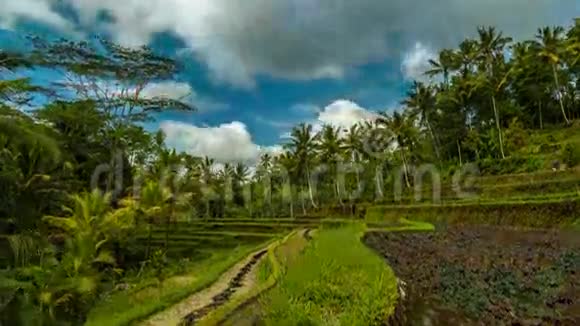 4K时程云层覆盖着美丽的水稻梯田2015年7月15印度尼西亚巴厘视频的预览图