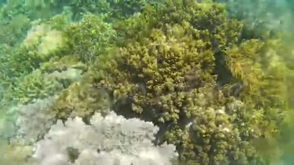 珊瑚礁浮潜在菲律宾视频的预览图