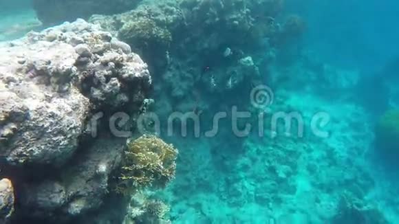 一群鱼在礁石附近游泳视频的预览图