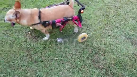 快乐可爱的小残疾狗在轮椅或手推车行走在草地上超高清4K视频的预览图