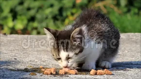 很饿的小猫在外面吃猫粮视频的预览图