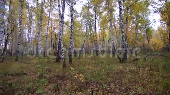 秋天的白桦林全景视频的预览图