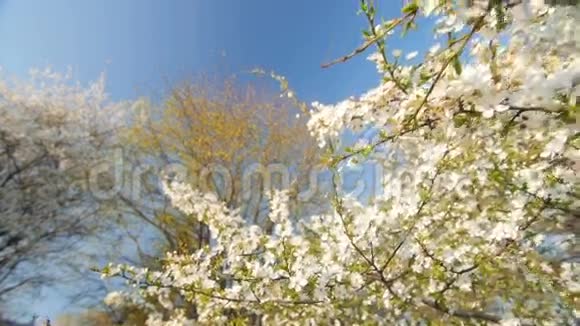 花梅树乘春慢运动广角低视角视频的预览图
