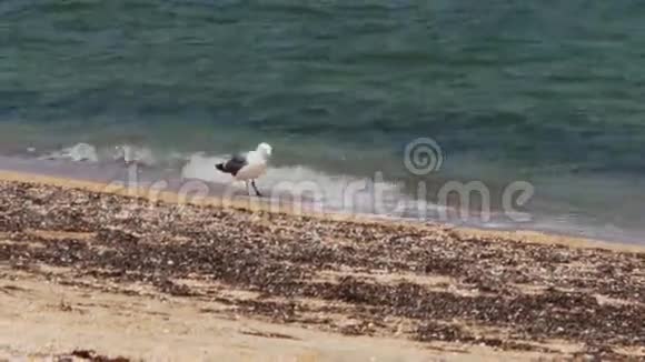 海鸥站在靠近海岸的海滩上视频的预览图