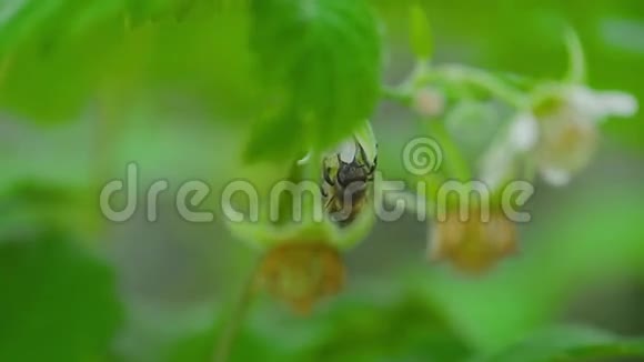 树莓花上的蜜蜂视频的预览图