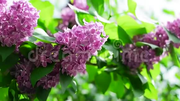 紫薇枝条在春天的风中摇曳宏观背景1920x1080高清视频的预览图