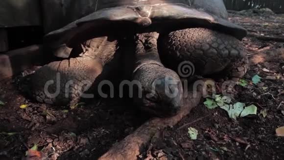 一只可爱的乌龟看着摄像机视频的预览图