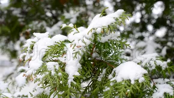 雪落在常绿的枝上被视频的预览图