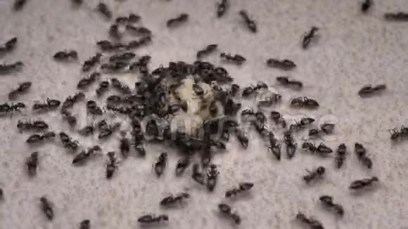 蚂蚁在近距离移动视频的预览图