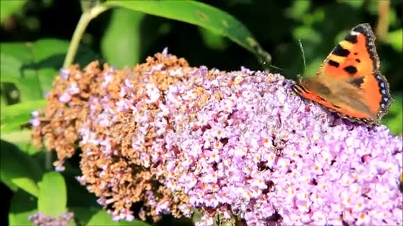 紫色紫丁香花上的蝴蝶小龟甲视频的预览图