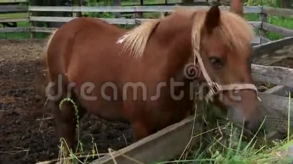 马吃新鲜干草视频的预览图