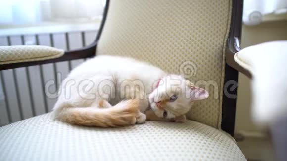 一只母猫躺在椅子上视频的预览图