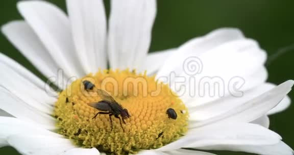 一种梅草花有苍蝇和一些害虫视频的预览图
