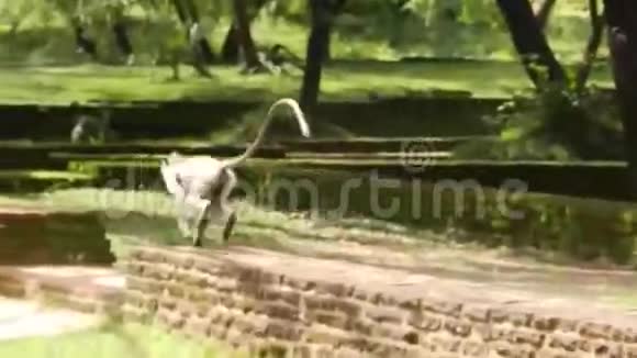 斯里兰卡Polonnaruwa废墟上的猴子视频的预览图