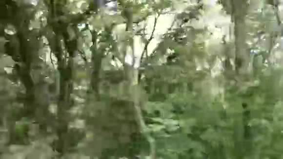 车外有树木车上有树木视频的预览图