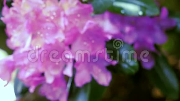 紫花杜鹃照相机的移动使人们可以看到四面八方的花朵视频的预览图