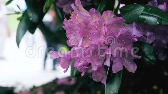 紫花杜鹃照相机的移动使人们可以看到四面八方的花朵视频的预览图