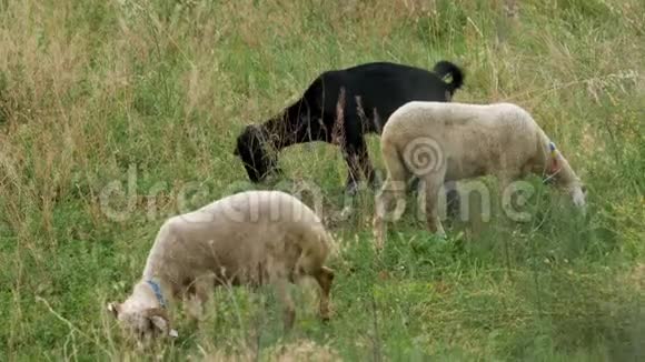 夏天在绿野上放牧的羊视频的预览图