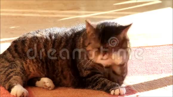 泰比猫躺在地毯上清洁自己视频的预览图