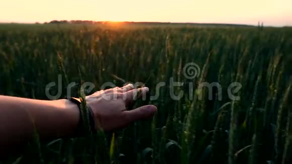 男人抚摸着绿色的小麦视频的预览图