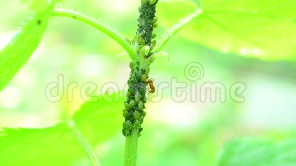 互惠主义蚂蚁在荨麻茎上捕食植物虱子视频的预览图