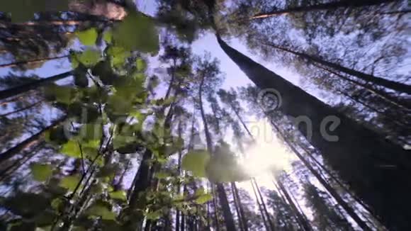 伟大的森林从树底到绿树有树叶和阳光视频的预览图