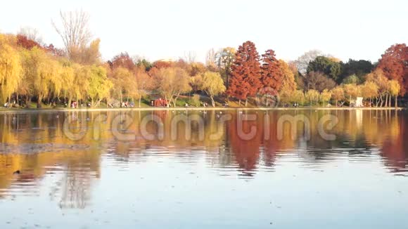 安静的秋天下午在公园里在十一月的阳光下有金色和红色叶子的树视频的预览图