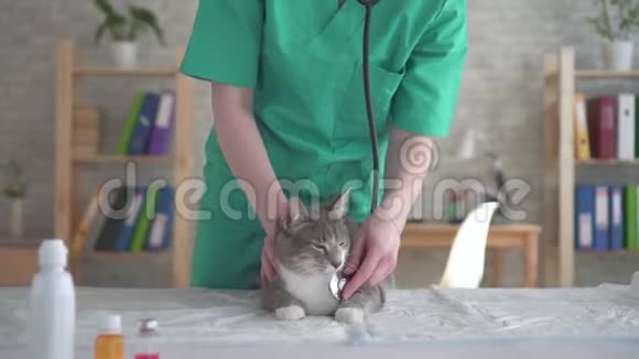 女性兽医用听诊器检查猫视频的预览图