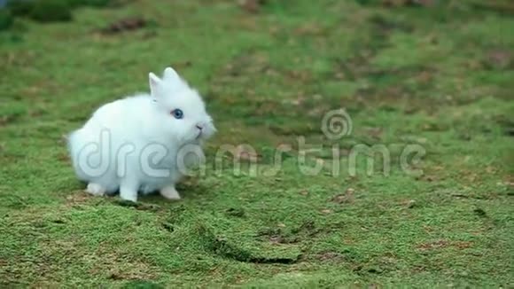 白小兔在绿苔上视频的预览图