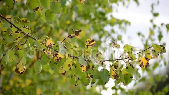白杨树在秋风中落叶视频的预览图