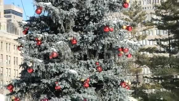 公园里装饰的圣诞树视频的预览图